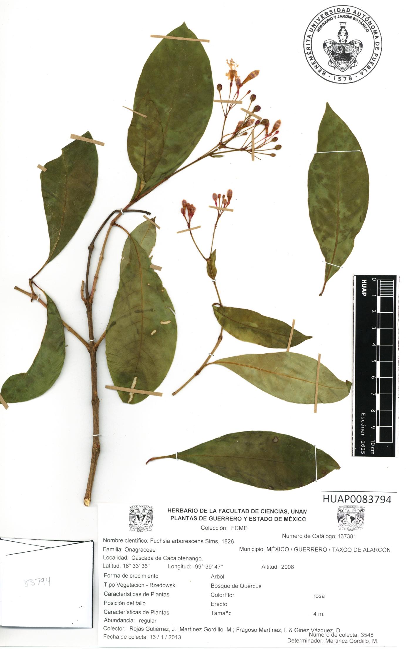 Fuchsia arborescens image